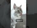 YouTube Shorts Maine Coon Video Thumbnail