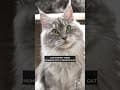 YouTube Shorts Maine Coon Video Thumbnail