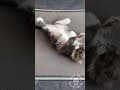 YouTube Shorts Maine Coon Video Thumbnail