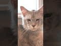 YouTube Shorts Maine Coon Video Thumbnail