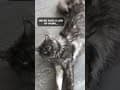 YouTube Shorts Maine Coon Video Thumbnail