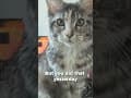 YouTube Shorts Maine Coon Video Thumbnail