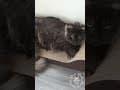 YouTube Shorts Maine Coon Video Thumbnail