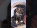 YouTube Shorts Maine Coon Video Thumbnail