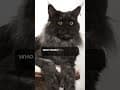 YouTube Shorts Maine Coon Video Thumbnail