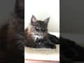 YouTube Shorts Maine Coon Video Thumbnail