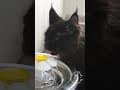 YouTube Shorts Maine Coon Video Thumbnail