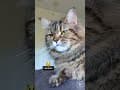 YouTube Shorts Maine Coon Video Thumbnail