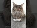 YouTube Shorts Maine Coon Video Thumbnail