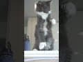 YouTube Shorts Maine Coon Video Thumbnail