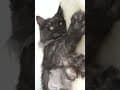 YouTube Shorts Maine Coon Video Thumbnail