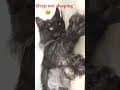 YouTube Shorts Maine Coon Video Thumbnail