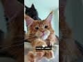 YouTube Shorts Maine Coon Video Thumbnail