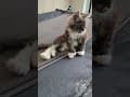 YouTube Shorts Maine Coon Video Thumbnail