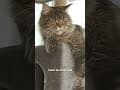 YouTube Shorts Maine Coon Video Thumbnail