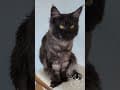 YouTube Shorts Maine Coon Video Thumbnail