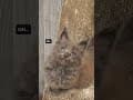 YouTube Shorts Maine Coon Video Thumbnail