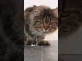 YouTube Shorts Maine Coon Video Thumbnail