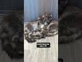 YouTube Shorts Maine Coon Video Thumbnail