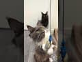 YouTube Shorts Maine Coon Video Thumbnail