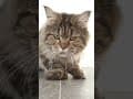 YouTube Shorts Maine Coon Video Thumbnail