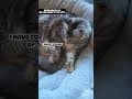 YouTube Shorts Maine Coon Video Thumbnail