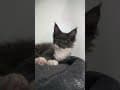 YouTube Shorts Maine Coon Video Thumbnail