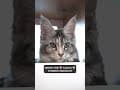 YouTube Shorts Maine Coon Video Thumbnail