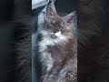 YouTube Shorts Maine Coon Video Thumbnail