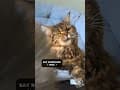 YouTube Shorts Maine Coon Video Thumbnail