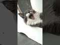 YouTube Shorts Maine Coon Video Thumbnail