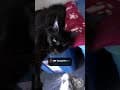 YouTube Shorts Maine Coon Video Thumbnail