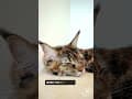 YouTube Shorts Maine Coon Video Thumbnail