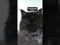 YouTube Shorts Maine Coon Video Thumbnail