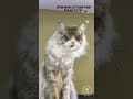 YouTube Shorts Maine Coon Video Thumbnail