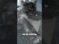 YouTube Shorts Maine Coon Video Thumbnail