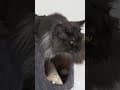 YouTube Shorts Maine Coon Video Thumbnail