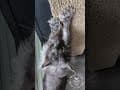 YouTube Shorts Maine Coon Video Thumbnail