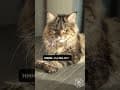 YouTube Shorts Maine Coon Video Thumbnail