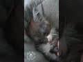 YouTube Shorts Maine Coon Video Thumbnail