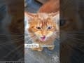 YouTube Shorts Maine Coon Video Thumbnail