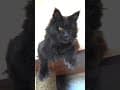 YouTube Shorts Maine Coon Video Thumbnail