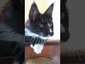 YouTube Shorts Maine Coon Video Thumbnail