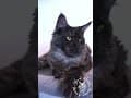 YouTube Shorts Maine Coon Video Thumbnail