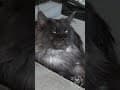 YouTube Shorts Maine Coon Video Thumbnail