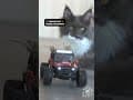 YouTube Shorts Maine Coon Video Thumbnail