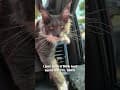 YouTube Shorts Maine Coon Video Thumbnail