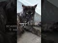 YouTube Shorts Maine Coon Video Thumbnail