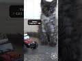 YouTube Shorts Maine Coon Video Thumbnail