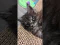 YouTube Shorts Maine Coon Video Thumbnail